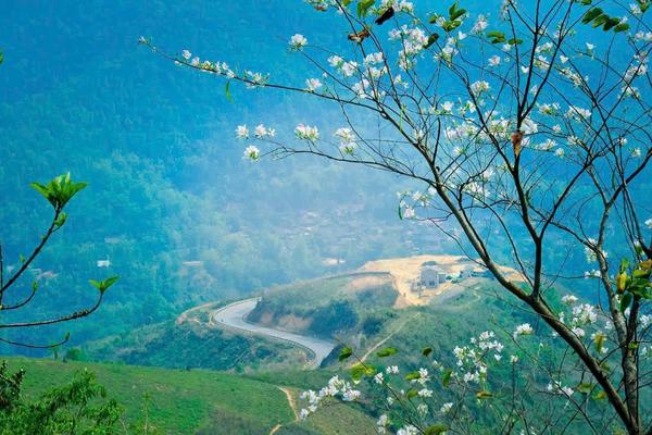 Hương Tết từ những triền núi