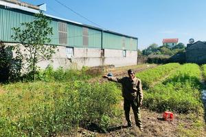 Ai đang sử dụng 311m2 đất do UBND phường quản lý?