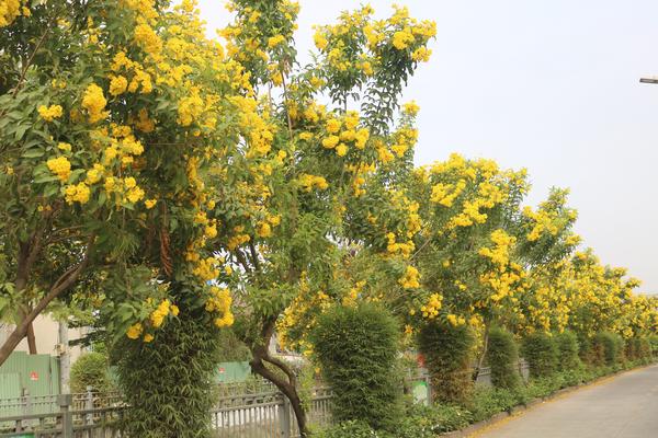 Hoa chuông vàng nở rực trên nhiều con đường ở TPHCM