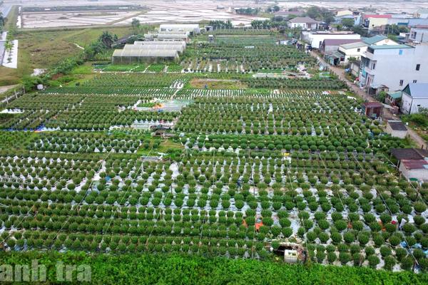 Quảng Trị: Làng hoa An Lạc tất bật vào vụ Tết Bính Ngọ 2026