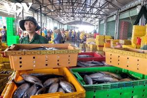 Đồng Tháp: Xử lý nghiêm cán bộ, cơ quan để tàu cá không đủ điều kiện hoạt động