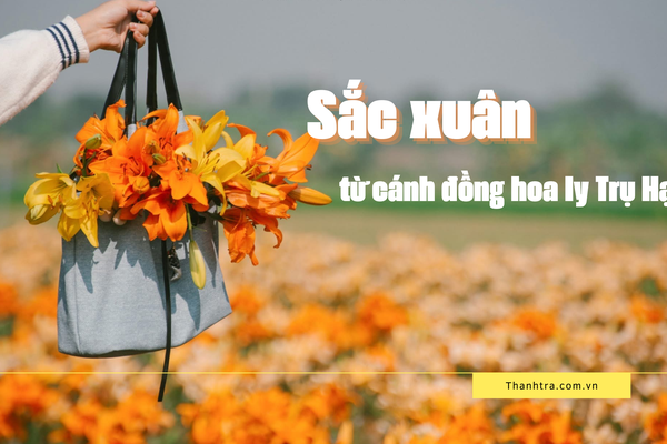 Sắc xuân từ cánh đồng hoa ly Trụ Hạ