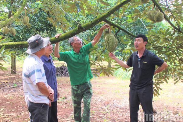 Nông nghiệp Đắk Lắk giữ vững vai trò “trụ đỡ”, hướng tới bứt phá năm 2026