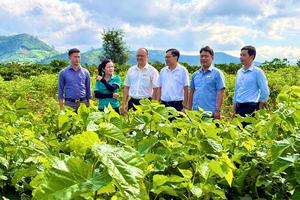 Nông nghiệp Đắk Lắk tăng trưởng xanh từ chuyển đổi số và bảo vệ môi trường