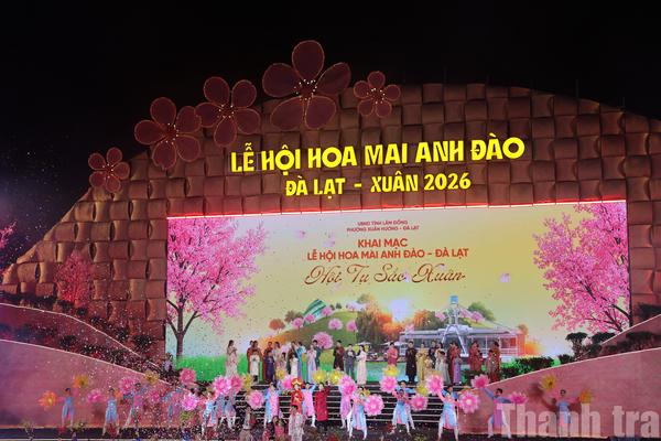 Lâm Đồng: Khai mạc lễ hội Mai anh đào với chủ đề “ Hội tụ sắc xuân”