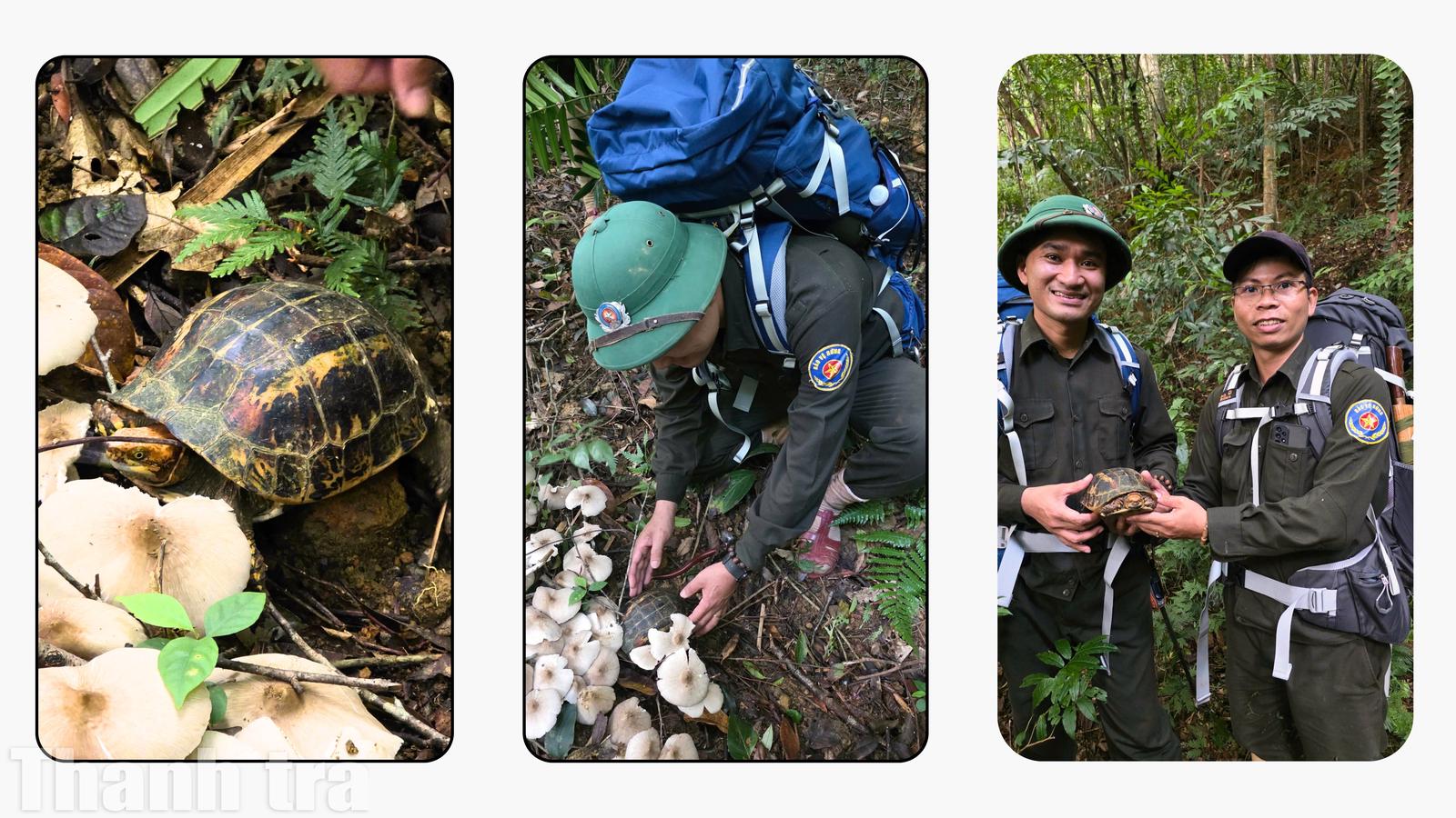 C&aacute;n bộ Ban Quản l&yacute; ph&aacute;t hiện R&ugrave;a hộp tr&aacute;n v&agrave;ng miền Trung