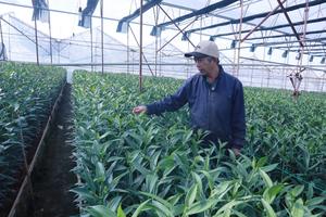 Lâm Đồng: Người dân tất bật chuẩn bị cho vụ hoa Tết 2026