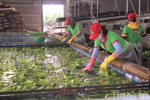 Tăng lương tối thiểu vùng tại Đắk Lắk: "Đòn bẩy" từ sự hài hòa lợi ích giữa "ba nhà"