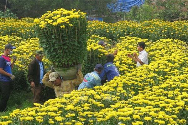 Nở rộ “chợ” hoa Tết online, bán mua nhộn nhịp