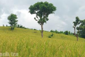 Quảng Trị: Giữ hương lúa rẫy giữa gió ngàn