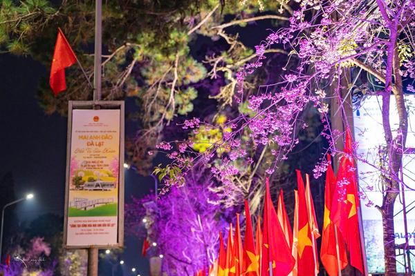Lâm Đồng: Mãn nhãn đường hoa Ánh sáng, nghệ thuật tại phường Xuân Hương - Đà Lạt