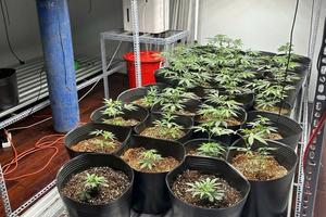 Đà Nẵng: Triệt phá "công xưởng" sản xuất cần sa lớn nhất từ trước đến nay