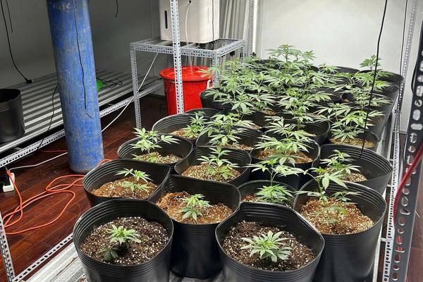 Đà Nẵng: Triệt phá "công xưởng" sản xuất cần sa lớn nhất từ trước đến nay