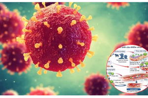 Lạng Sơn tăng cường giám sát, phòng chống dịch bệnh do vi rút Nipah