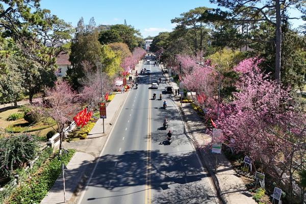 Đà Lạt rực rỡ sắc mai anh đào những ngày giáp Tết