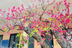 Tết trong nhịp sống hôm nay