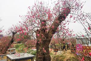 Đào, quất "xuống phố", Hà Nội rực rỡ sắc Xuân