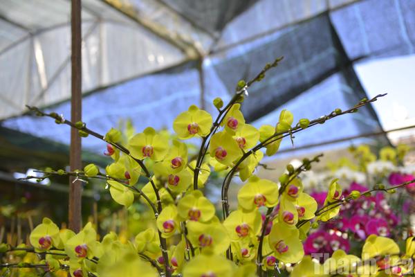 Lâm Đồng: Tất bật chuẩn bị đưa ra thị trường Tết các loài hoa cao cấp