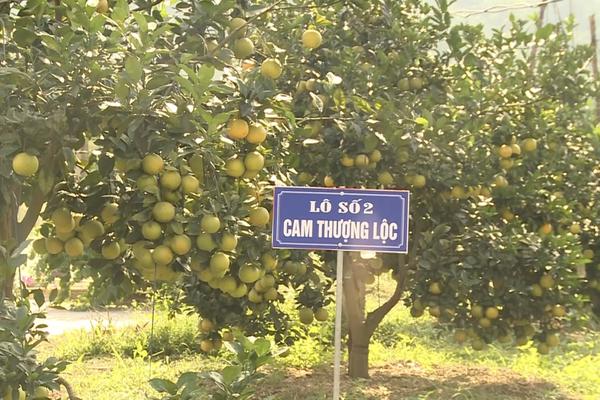 Hà Tĩnh: Đồng Lộc vào Xuân với mùa cam trĩu quả – kết tinh nắng gió, ngọt lành từ miền đất gió Lào
