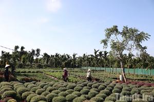 Làng hoa Đắk Lắk tất bật vào vụ Tết, kỳ vọng mùa hoa bội thu sau thiên tai