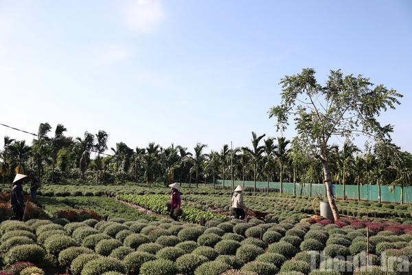 Làng hoa Đắk Lắk tất bật vào vụ Tết, kỳ vọng mùa hoa bội thu sau thiên tai