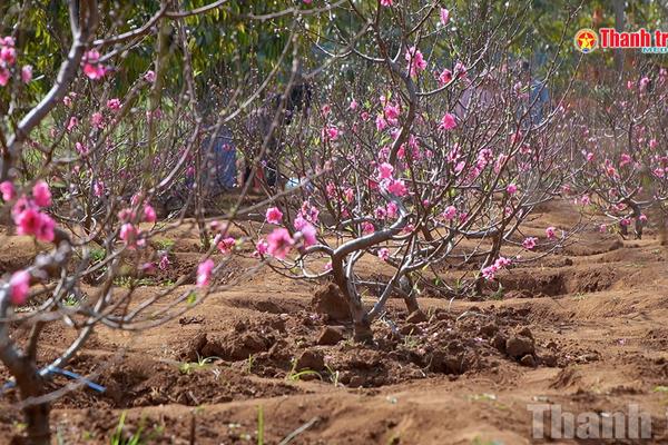 Sắc đào rực rỡ trên cao nguyên Đắk Lắk