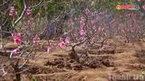 Sắc đào rực rỡ trên cao nguyên Đắk Lắk