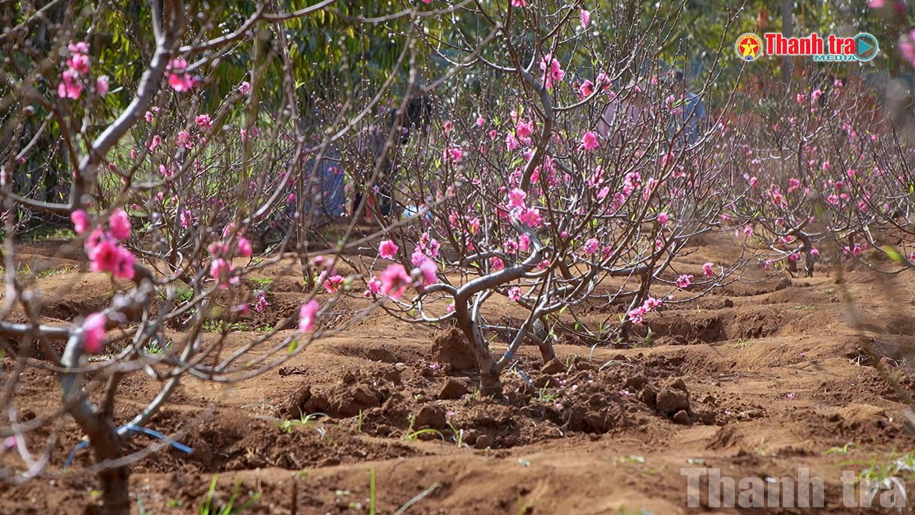 Sắc đào rực rỡ trên cao nguyên Đắk Lắk