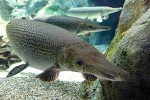 Thanh Hoá: Công an thông tin về việc 11 người bị ngộ độc là do ăn trứng cá Sấu Hoả tiễn