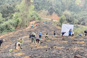 Thanh tra tỉnh Cao Bằng: Lan tỏa giá trị nhân văn từ 1.500 cây keo tai tượng đầu xuân