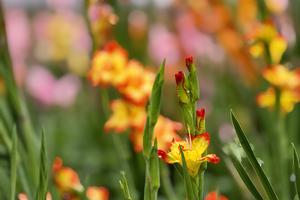 Lâm Đồng: Vườn hoa lay ơn "lỡ hẹn" dịp Tết bỗng trở thành điểm hút du khách