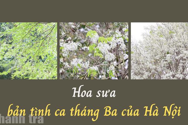 Hoa sưa - bản tình ca tháng Ba của Hà Nội