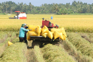 Thủ tướng chỉ đạo chủ động điều hành sản xuất, tiêu thụ lúa gạo trước tình hình mới