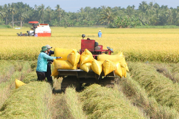Thủ tướng chỉ đạo chủ động điều hành sản xuất, tiêu thụ lúa gạo trước tình hình mới