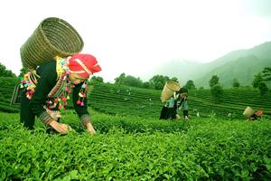 Xuất nhập khẩu Lai Châu ước đạt 11,02 triệu USD trong 2 tháng đầu năm 2026