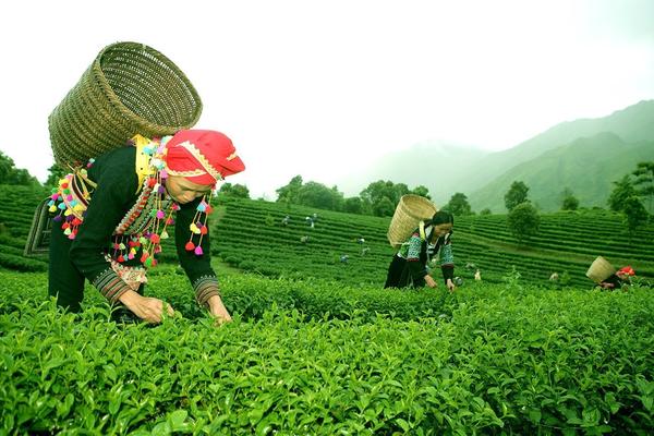 Xuất nhập khẩu Lai Châu ước đạt 11,02 triệu USD trong 2 tháng đầu năm 2026