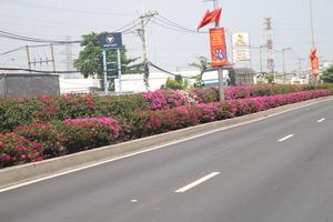 Tháng ba về, nhiều loài hoa khoe sắc trên đường phố Sài Gòn đầy thơ mộng