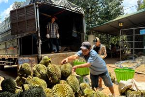 Đắk Lắk: Tăng cường quản lý, lập lại trật tự thị trường sầu riêng
