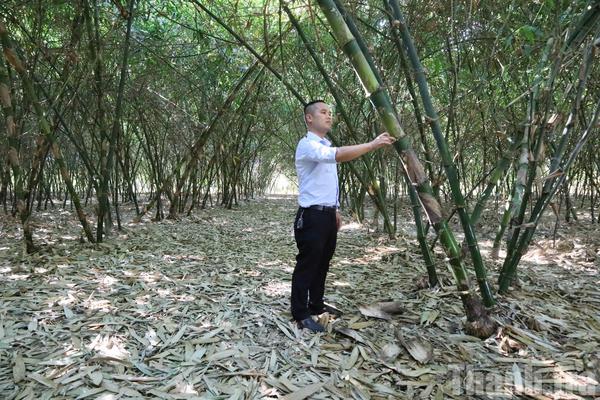 Đắk Lắk: Đánh thức tiềm năng cây tre, hướng tới ngành hàng kinh tế xanh