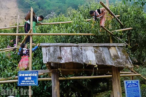 Lào Cai tháo gỡ khó khăn khi ngành chè gặp khó ở Trung Đông