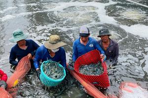 Cà Mau: Xuất khẩu vượt 600 triệu USD, kinh tế tăng trưởng tích cực trong quý I/2026