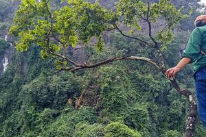 Thanh Hóa: Săn “muội hồng” trong rừng, lợi trước mắt và rủi ro chực chờ