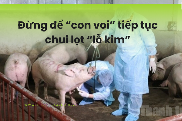 Vụ 300 tấn thịt lợn nhiễm bệnh: Đừng để “con voi” tiếp tục chui lọt “lỗ kim”