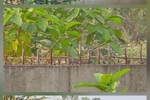 Kỳ 1: Những nhịp cầu “hoen gỉ” trước cửa lên sân bay