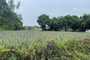 Thanh Hóa: Sai phạm truy thu hơn 166 tỷ đồng, làm rõ trách nhiệm nhiều sở, ngành