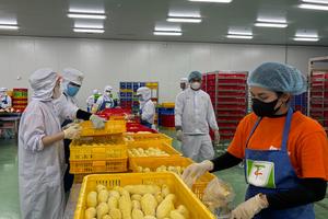 Số hóa “lý lịch” sầu riêng: Bước đi chiến lược nâng tầm nông sản Đắk Lắk