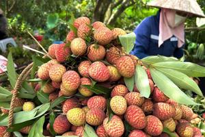 Vải thiều đang có thị trường tiêu thụ tốt, giá bán ổn định ở mức cao