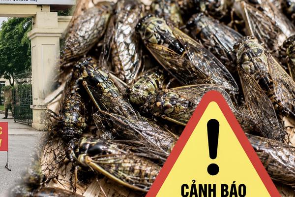 Đề nghị điều tra vụ 9 người nghi ngộ độc sau khi ăn ve sầu tại tỉnh Quảng Trị