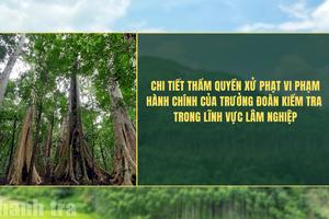 Chi tiết thẩm quyền xử phạt vi phạm của Trưởng đoàn kiểm tra trong lĩnh vực lâm nghiệp