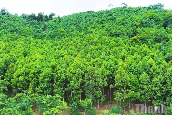 Kỳ 3: Những đồi quế xanh và gốc rễ của niềm tin bền vững